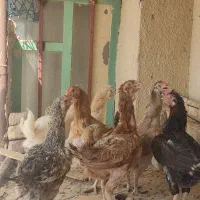 تعداد ۷ تا مرغ تخمگذار