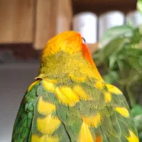 طوطی خورشیدی|پرنده|اصفهان, کشاورزی|دیوار