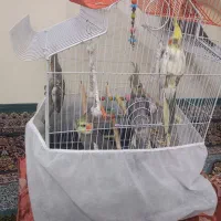 ۴عدد عروس هلندی دوعدد جوجه و۲عدد نربزرگ|پرنده|مشهد, شهرک بهارستان|دیوار