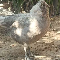 مرغ وخروس گلین اصل چهل تاج|حیوانات مزرعه|خورموج, |دیوار