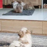 شیتزو فلت عروسکی|سگ|مشهد, نوید|دیوار