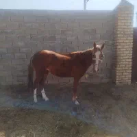 اسب