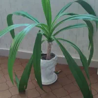 گل طبیعی|گل و گیاه طبیعی|قروه, |دیوار