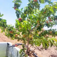 زمین باغ|فروش زمین و ملک کلنگی|زرندیه, |دیوار