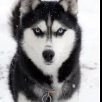 سگ پیدا شده