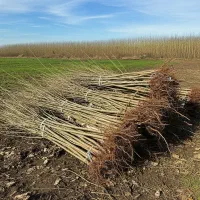 خرید  نیگرا ترکیه ارزان و باکیفیت