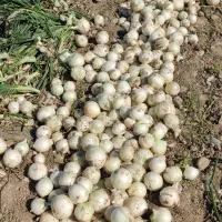 پیاز سر زمین