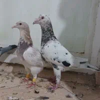 کفتر سار دو جفت سار هفت رنگ کله هما درشت