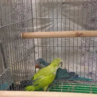 راهب سرلاکی