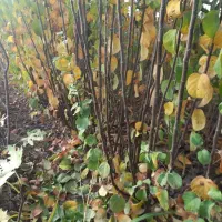 فروش انواع نهال|خدمات باغبانی و درختکاری|شهرکرد, |دیوار