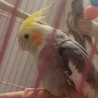 عروس هلندی گم شده