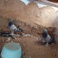 سبز ترکیه ای،جلوت میپرونم(بزن)