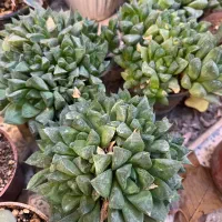 حراج کاکتوس