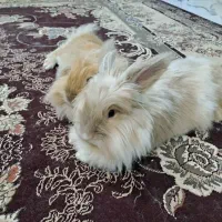 فروش دو خرگوش لوپ و لوپ جرسی|موش و خرگوش|بوشهر, |دیوار