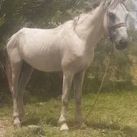 اسب نریان رام ۱۰۰۰۰۰۰۰۰