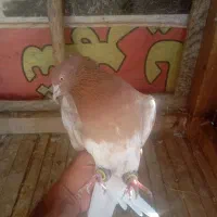 کبوتر|پرنده|باغ بهادران, |دیوار