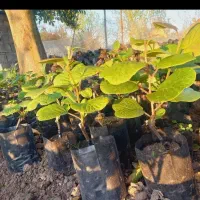 فروش نهال کیوی ۱ساله قلم شده