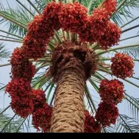 فسیل کنی وحرس گراس موغ