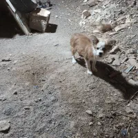 پاپی گوش تیز|سگ|تربت‌حیدریه, فتح المبین|دیوار