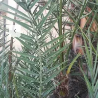 خریدار سی تا چهل پا جوش  فسیل کلوته