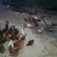 فروش مرغ و خروس محلی اصیل نیمچه اصل اصل|حیوانات مزرعه|گرگان, |دیوار