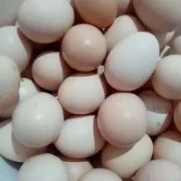 یومورتا درجه یک تازه|خوردنی و آشامیدنی|زنجان, |دیوار