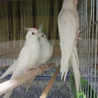 عروس هلندی|پرنده|خرمشهر, |دیوار