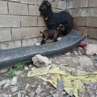 بزبزغاله|حیوانات مزرعه|دزفول, |دیوار