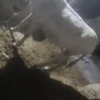 خره ماده|حیوانات مزرعه|بیجار, |دیوار