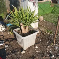 گل و گیاه آپارتمانی و بیرونی حیاطی یوکا|گل و گیاه طبیعی|نشتارود, |دیوار