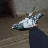 تحویل کبوتر