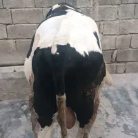 گوساله گوشتی