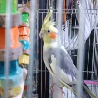 یک جفت عروس هلندی مولد