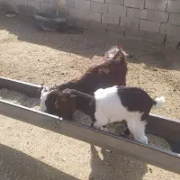 بزفروشی|حیوانات مزرعه|خوشاب, |دیوار