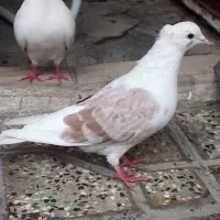 یک جفت گردار|پرنده|چگنی, |دیوار