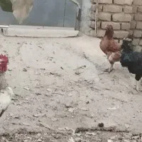 خروس محلی دو عدد