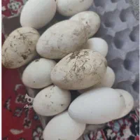 تخم غاز تازه