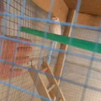 دو جفت نرگسی