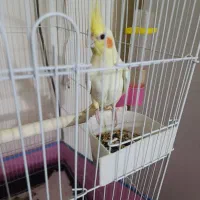 عروس پاریس
