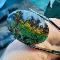 تعداد۳۰۰شجر|جواهرات|تهران, اختیاریه|دیوار