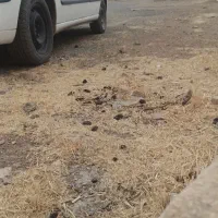 سمند ef7 مدل ۹۱