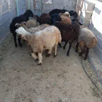 ده عدد بره نر و ماده|حیوانات مزرعه|جنت, |دیوار