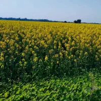 زمین-مسکونی-میانرود-ساسان