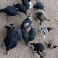 بوقلمون کردی