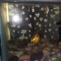 ماهی|ماهی|اردبیل, |دیوار