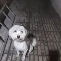 سگ خونگی گم شده