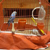 مرغ عشق|پرنده|گرگان, |دیوار