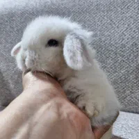 توله خرگوش لوپ  هلندی