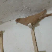 زرد|پرنده|ماهان, |دیوار