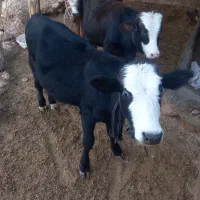 ۲ راس گوساله نر|حیوانات مزرعه|پلدختر, |دیوار